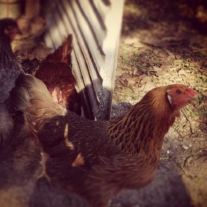 Chickens