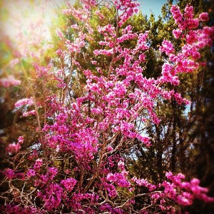 Beautiful spring tree near my house.