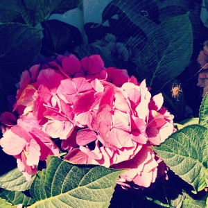 Beautiful flowers and spider!