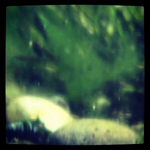 Today I ignored the doubters and successfully proved my theory that ziplock bag + iPhone = underwater camera. The results aren't quite world class photography, but it works. :D