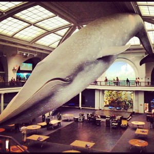 I've never seen a  blue whale in real life so I didn't realize how BIG they are until I saw this life size model hanging over one of the cafeteria areas of the museum!