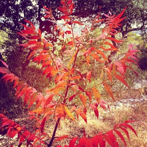One plant has decided that despite the warm weather it is finally time to get it's autumn colors going now that it is December 5th. #texasWeather