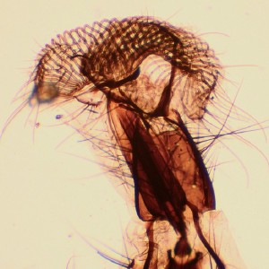 The mouth of a fly... As seen at 200 times magnification through my new microscope! I'm so excited! @laudidodi @abikleinsmith