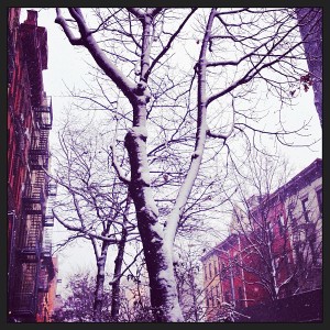 There are still a few leaves left over from fall, desperately holding onto this snowy tree.