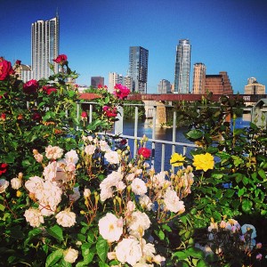 Blooming roses on the pedestrian bridge downtown :)