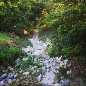 A bit of wild in the old hood.
