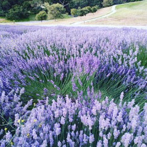 Lavender