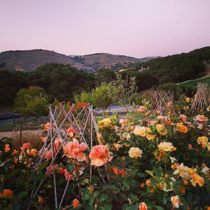 Sunset flowers