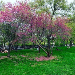 The thunderstorm last night didn't knock all the spring blooms off. 🌸🌳