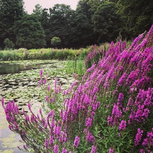 Beautiful park we walked through on the way to lunch